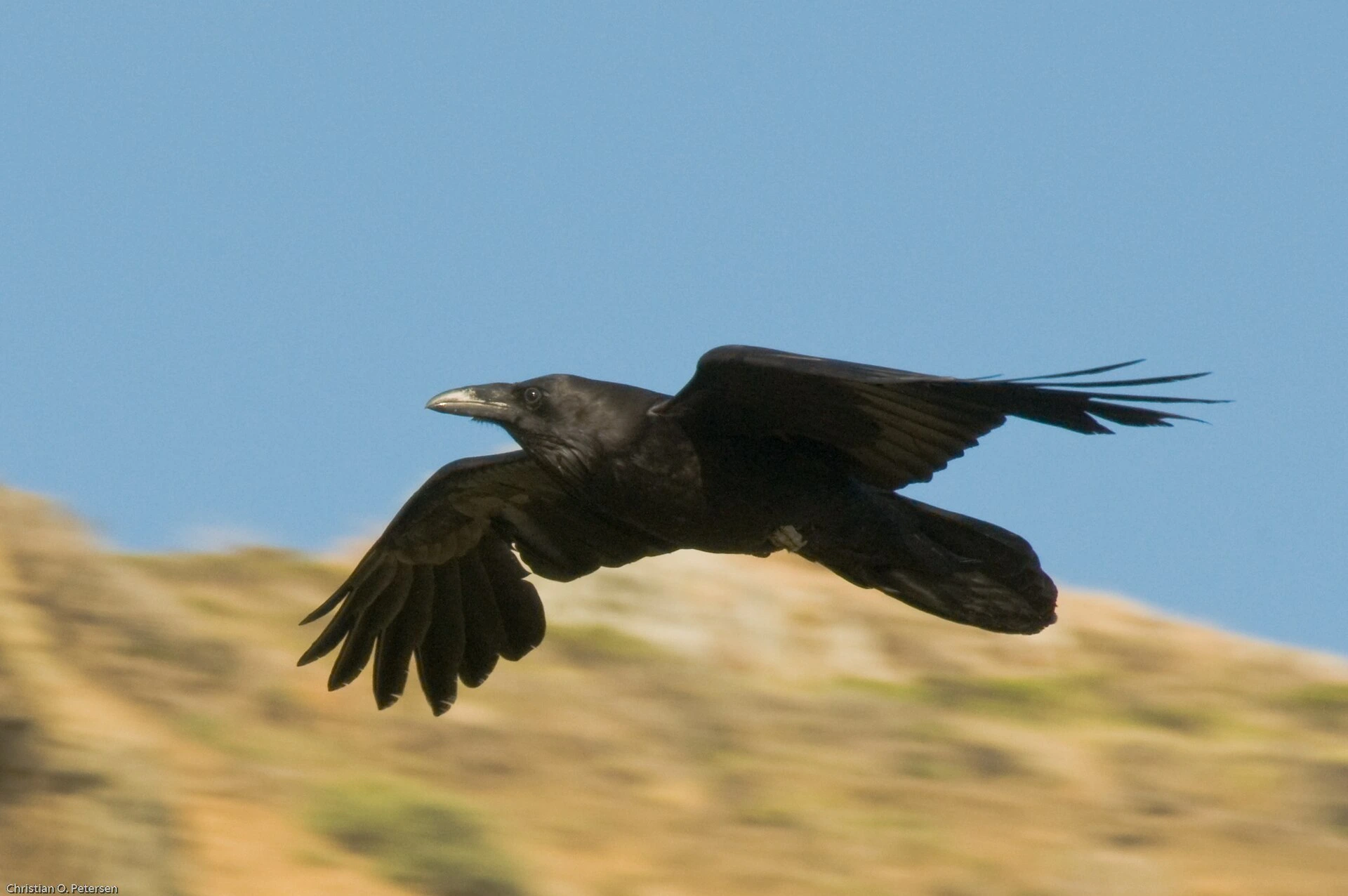 Gambar Burung Gagak Besar (Common Raven)